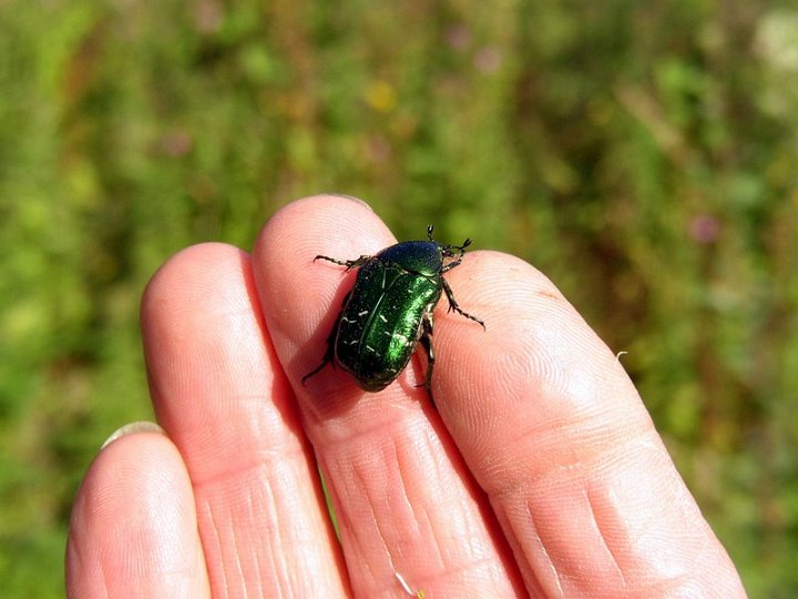 Cétoine   Cetonia aurata
